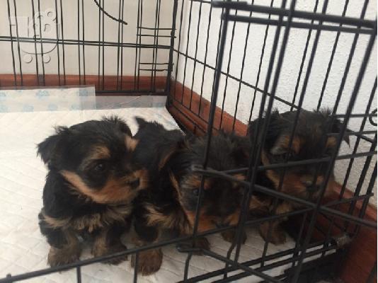 PoulaTo: Yorkie kc reg